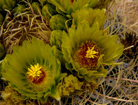 Sonoran Desert Spring 2014