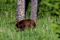 Black bear grazing, Yellowstone