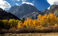 Multiple colors of foliage