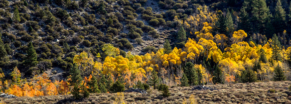 Mulitcolored aspen on Rush Creek