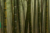 Bamboo Sea