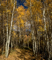 On the trail to Parker Pass