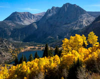 Aspens above June Lake