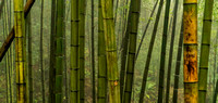 Bamboo forest, Bamboo Sea, Sichuan