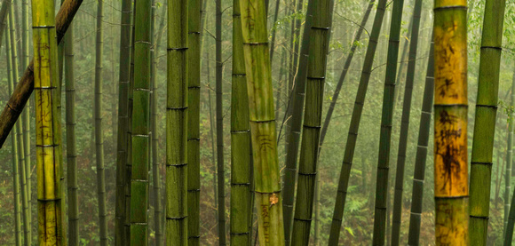 Bamboo forest, Bamboo Sea, Sichuan