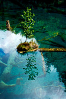 tree "floating" in lake