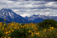 Mule ear sunflowers, Teton range