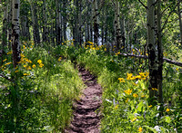 Trail through the aspen and sunflowers, Tetons