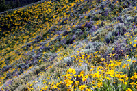 Sunflowers and lupins on hillside, Tetons