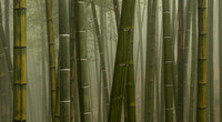 Bamboo Sea