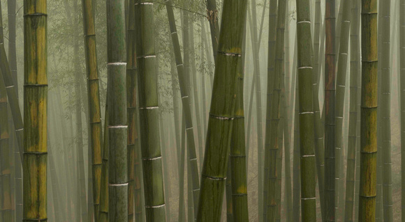 Bamboo Sea