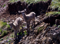 Big horn kids, yellowstone