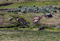 Pronghorn antelope, Yellowstone