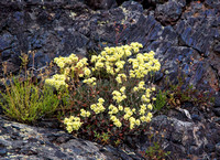 Spring flowers in basaltic flow