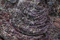 Ropy basaltic “pahoehoe" lava